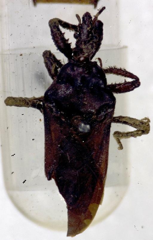 Physoderes sibauana Miller, N.C.E., 1940 - Physoderes sibauana-BMNH(E)1706484-Holotype female dorsal UCR_ENT 00018516