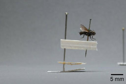Sarcophaga (Myorhina) nigriventris Meigen, 1826 - 015091908_lateral