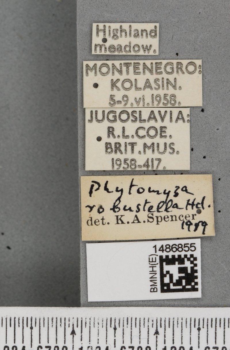 Phytomyza robustella
