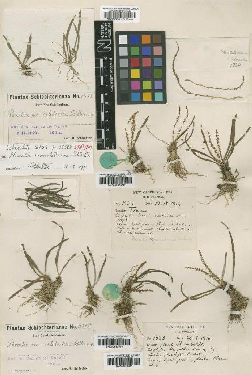 Phreatia neocaledonica Schltr. - BM000990524