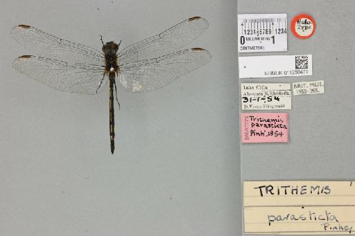 Trithemis parasticta Pinhey, 1955 - 011250472_dorsal