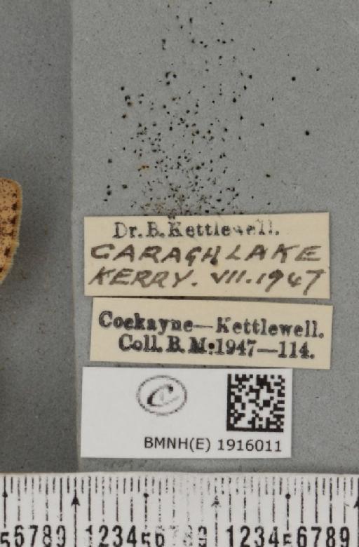 Ectropis crepuscularia (Denis & Schiffermüller, 1775) - BMNHE_1916011_label_482752