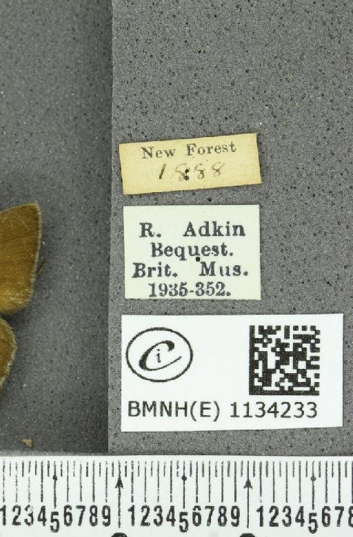 Callophrys rubi rubi (Linnaeus, 1758) - BMNHE_1134233_label_97918