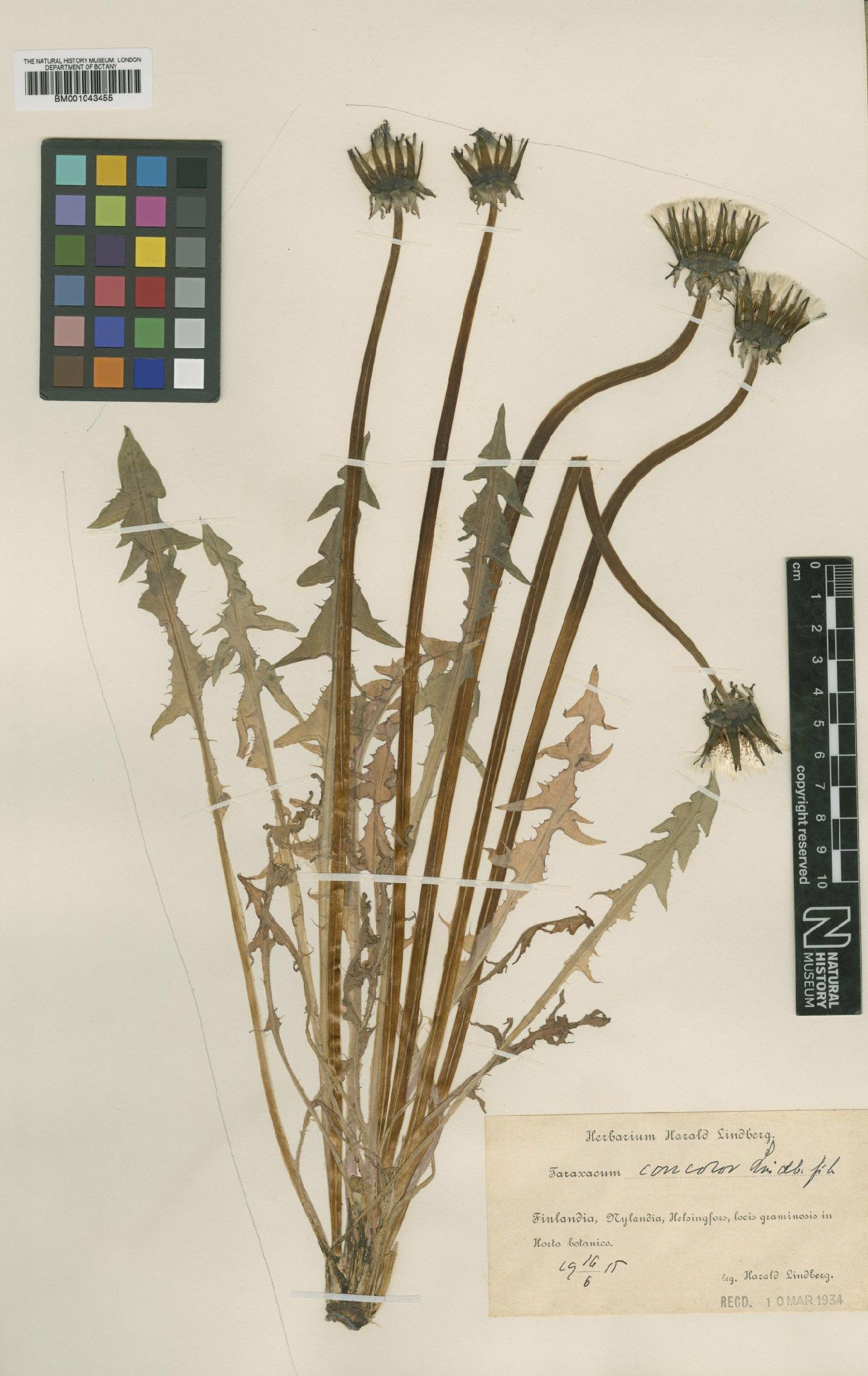 To NHMUK collection (Taraxacum concolor Lindb.; Type; NHMUK:ecatalogue:1998329)