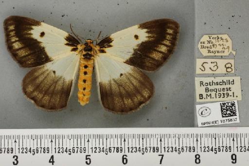 Abraxas grossulariata (Linnaeus, 1758) - BMNHE_1875837_436282