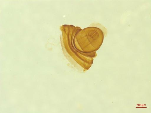 Histeridae Gyllenhal, 1808 - 010130133___6