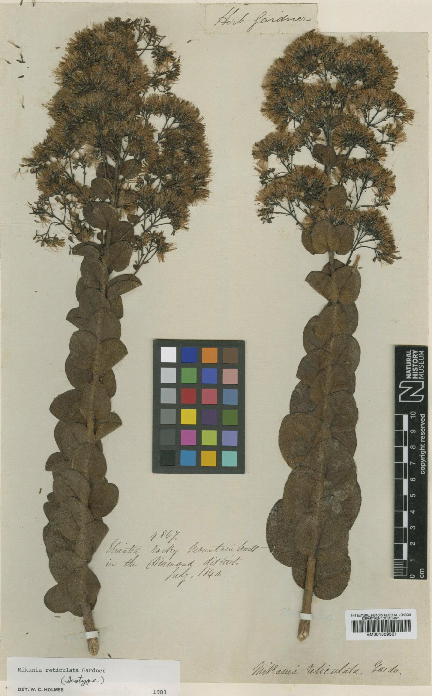 To NHMUK collection (Mikania reticulata Gardner; Isotype; NHMUK:ecatalogue:608261)