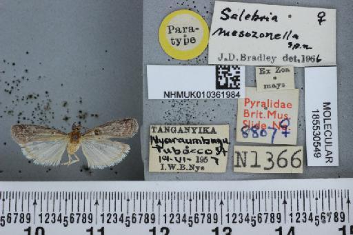 Salebria mesozonella Bradley, 1966 - NHMUK010361984_Salebria_mesozonella_Bradley_PT_female_labels_dorsal