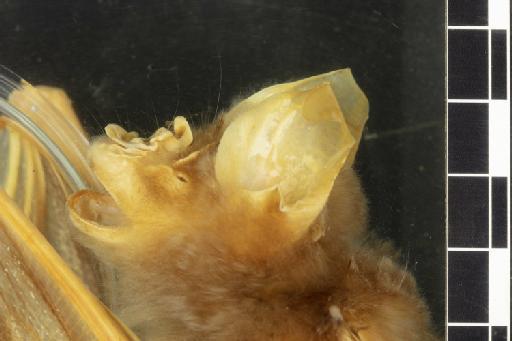 Hipposideros pratti Thomas, 1891 - 1891_5_11_1-Hipposideros_pratti-Holotype-Noseleaf-lateral