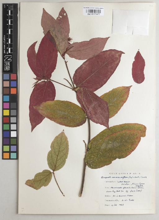 Quisqualis mussaendiflora (Engl. & Diels) Exell - BM015176462