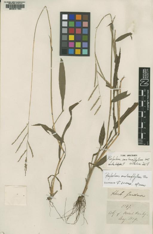 Paspalum malacophyllum Trin. - BM000617055