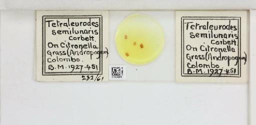 Crescentaleyrodes semilunaris Corbett, 1926 - 013500266_117713_1091979_157852_Type