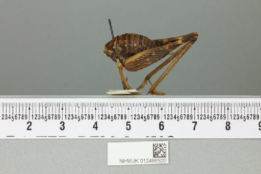 Rhaphidophora kinabaluensis Karny, 1925 - 012496520_reverse