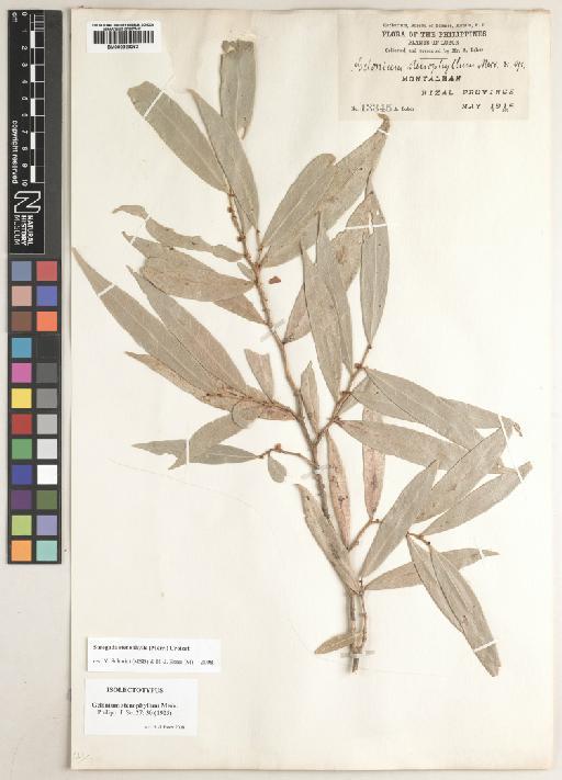 Suregada stenophylla (Merr.) Croizat - BM000929262