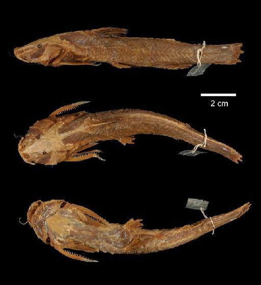 Glyptosternum lonah (Sykes, 1839) - 1860.3.19.756; Bagrus lonah; type; ACSI Project image