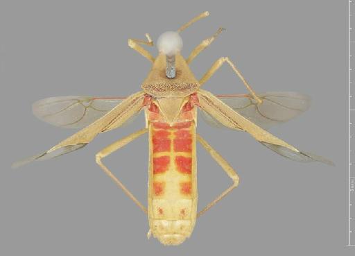Homoeocerus albiventris Dallas, 1852 - Homoeocerus albiventris-BMNH(E)884121-Syntype female dorsal
