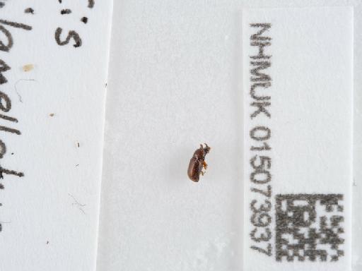 Cis bilamellatus Wood, 1884 - 015073937_2