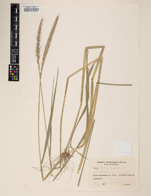 Elymus dahuricus Turcz. ex Griseb. - 000064363