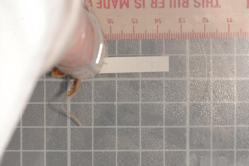 Hyperolius pusillus (Cope, 1862) - Image of specimen 1947.2.11.30