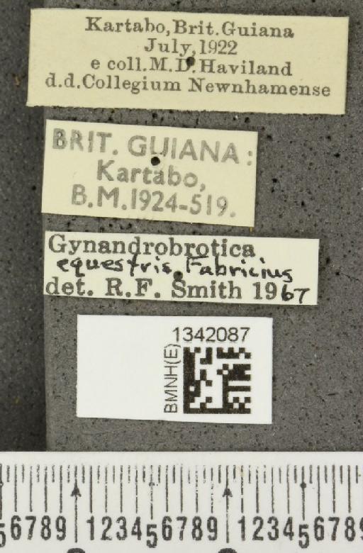 Gynandrobrotica equestris (Fabricius, 1787) - BMNHE_1342087_label_23184