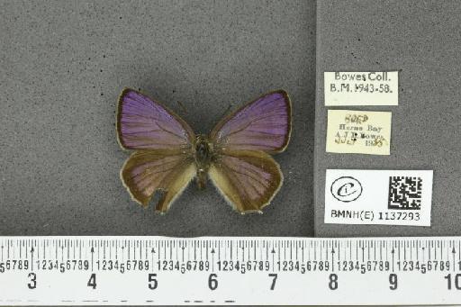 Neozephyrus quercus (Linnaeus, 1758) - BMNHE_1137293_94647