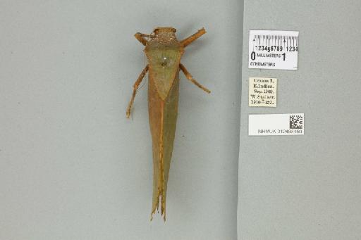 Phyllophora bidentata Karny, 1924 - 012498150_72354_86416