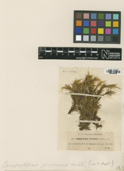 Campylopus subcuspidatus (Hampe) A.Jaeger - BM000879738_a