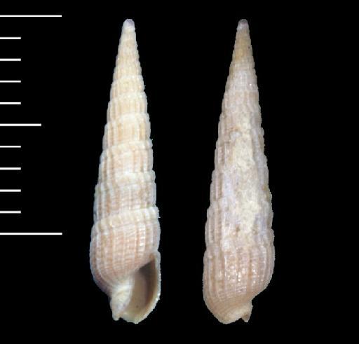 Terebra exigua Deshayes, 1859 - 19790093
