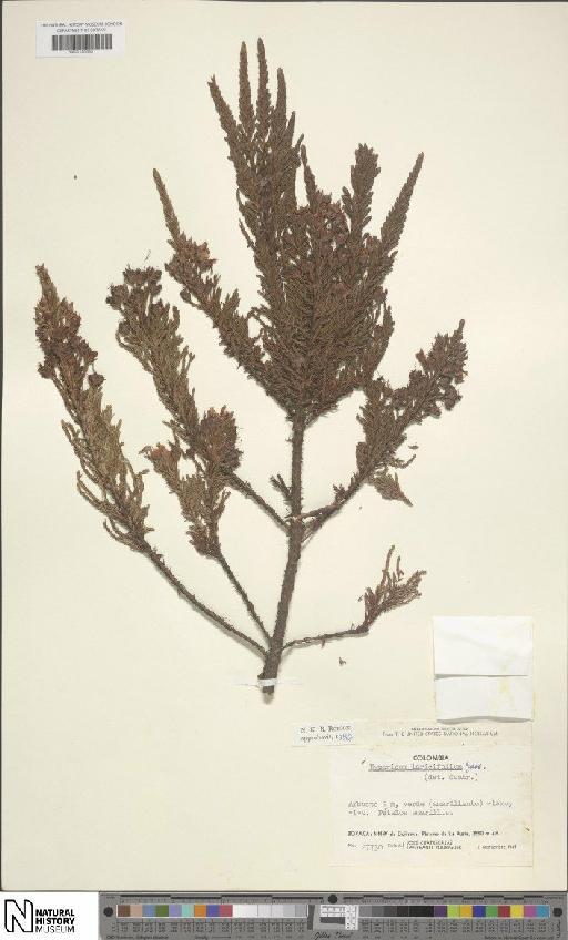 Hypericum laricifolium Juss. - BM001206651