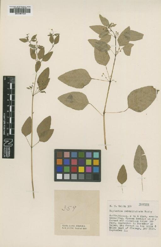 Euphorbia subtrifoliata Rusby - BM000947526