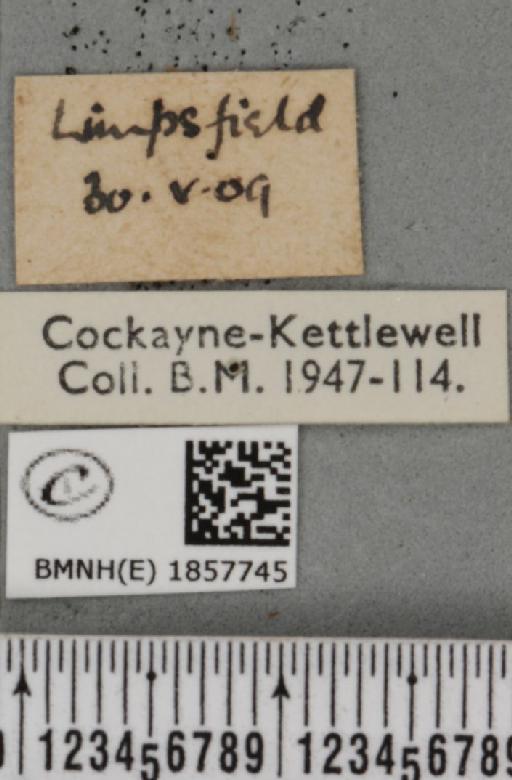 Pseudopanthera macularia (Linnaeus, 1758) - BMNHE_1857745_label_429526