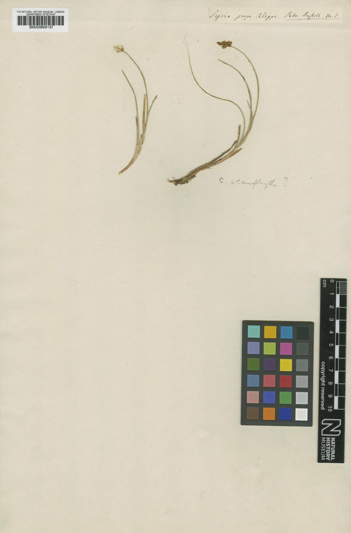 To the Natural History Museum, London (Carex incurva Lightf. BM000959137 type 1)