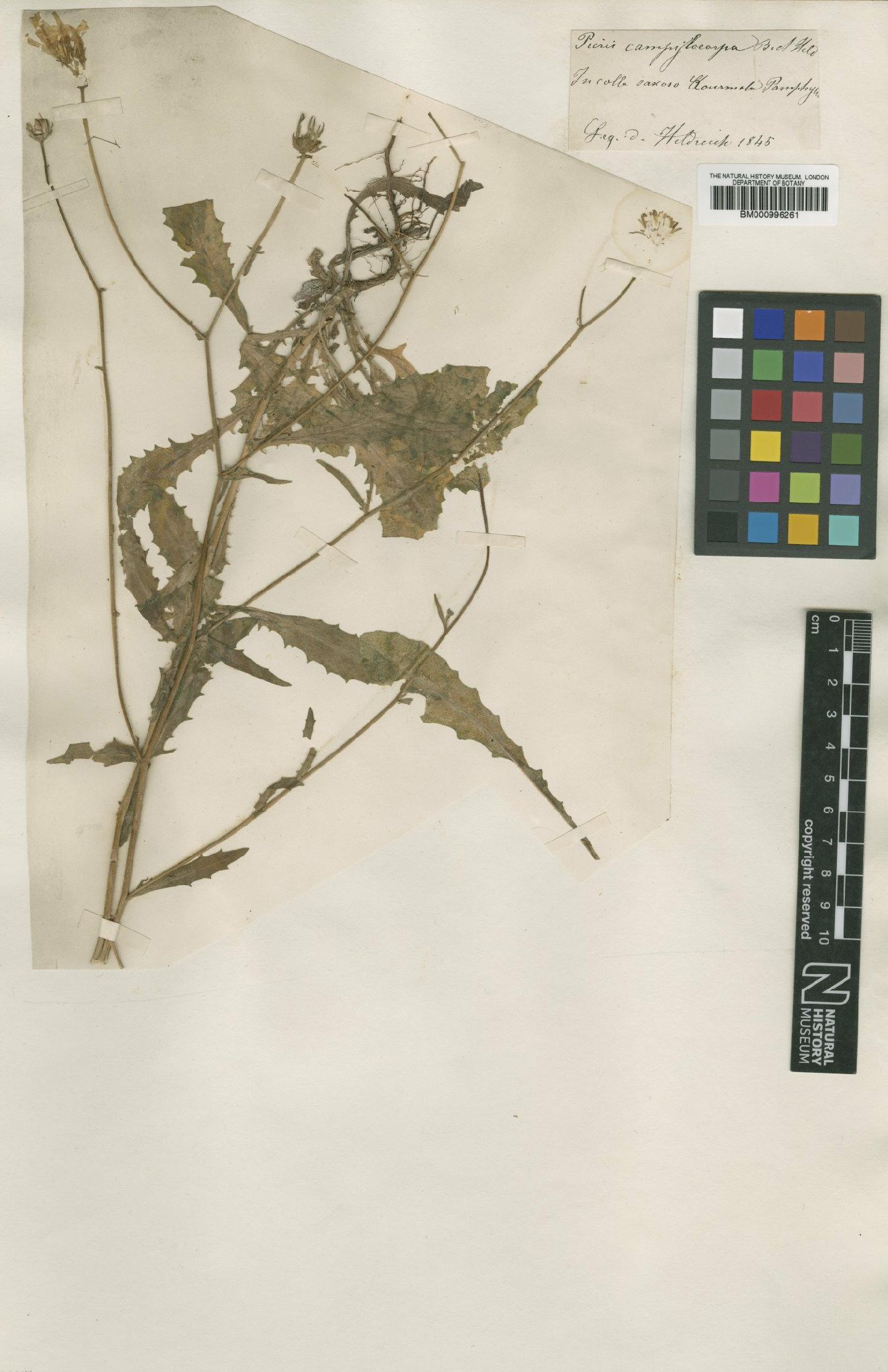 To NHMUK collection (Picris campylocarpa Boiss. & Heldr.; Type; NHMUK:ecatalogue:480877)