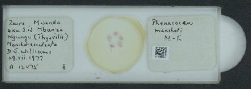 Phenacoccus manihoti Matile-Ferrero, 1977 - 010165804_117332_1101194