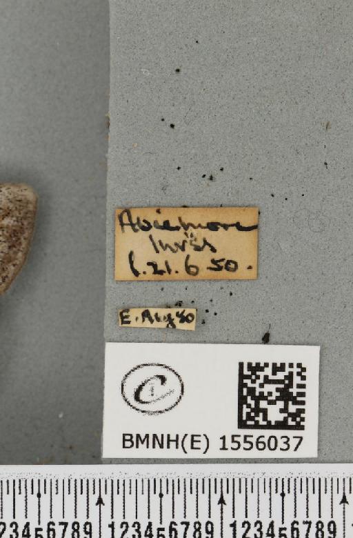 Dicallomera fascelina (Linnaeus, 1758) - BMNHE_1556037_label_255803