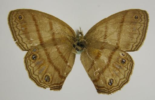 Euptychia terrestris Butler, 1867 - BMNH(E)_ 1267118_Cissia_(Euptychia)_terrestris_Butler_T_female_ (3)