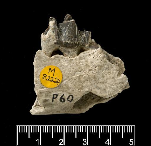 Afromeryx zelteni Pickford, 1991 - M82224