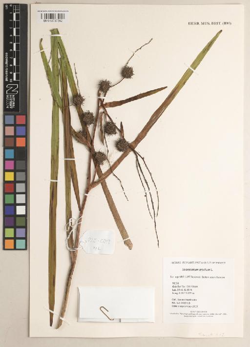 Sparganium erectum L. - 013737562