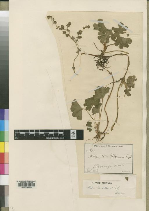 Alchemilla volkensii Engl. - BM000602004