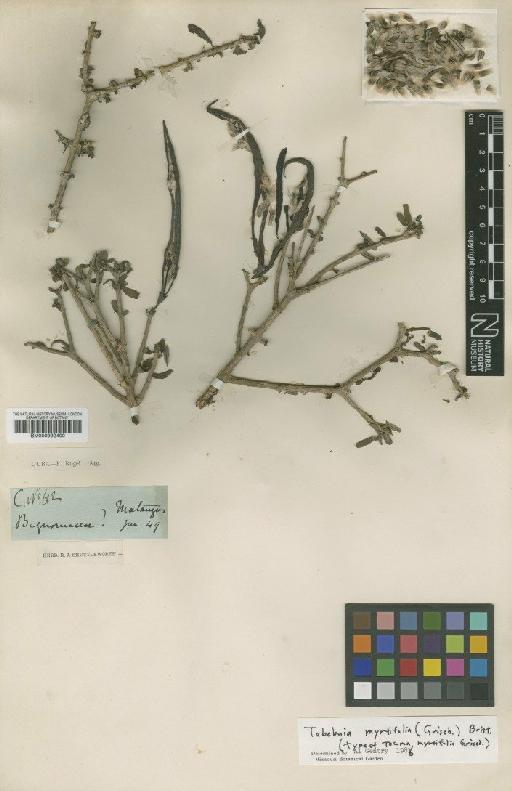 Tabebuia myrtifolia (Griseb.) Britton - BM000992400