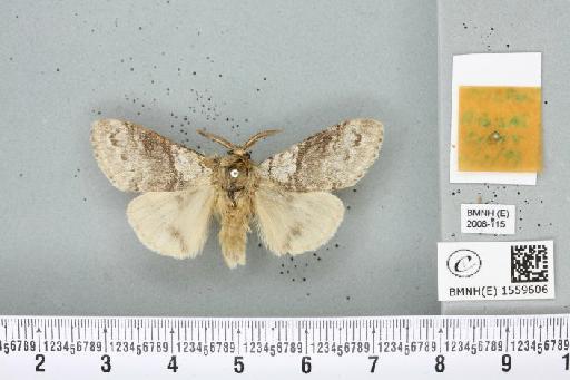 Calliteara pudibunda (Linnaeus, 1758) - BMNHE_1559606_255493