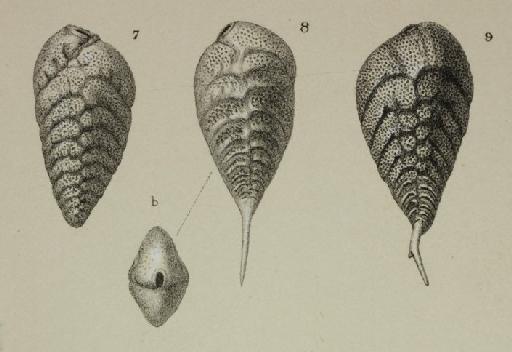 Bolivina robusta Brady - ZF1194_53_7_Bolivina_robusta.jpg