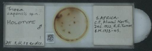 Bactericera capensis Hollis, 1984 - 010173460_117163_1145518