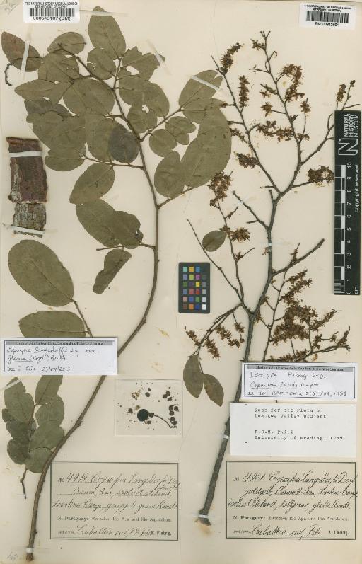 Copaifera laevis Dwyer - BM000812061