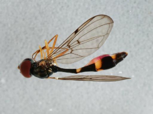 Baccha elongatus (Fabricius, 1775) - 014036802_lateral_processed