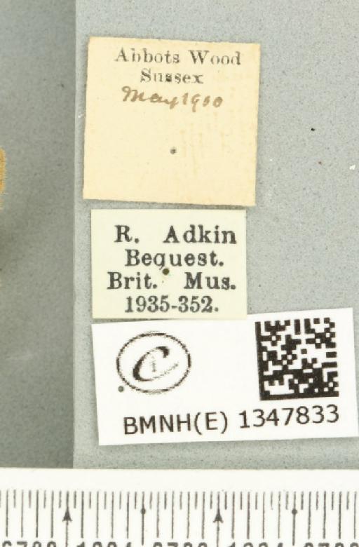 Korscheltellus lupulina ab. senex Pfitzner, 1912 - BMNHE_1347833_label_186358