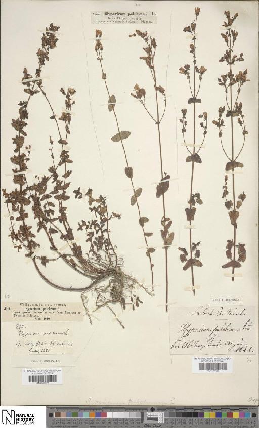 Hypericum pulchrum L. - BM001200395