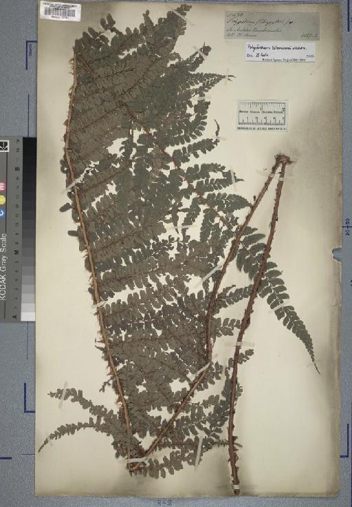 Phegopteris platyphylla (Willd.) Mett. - Spruce - BM000777134