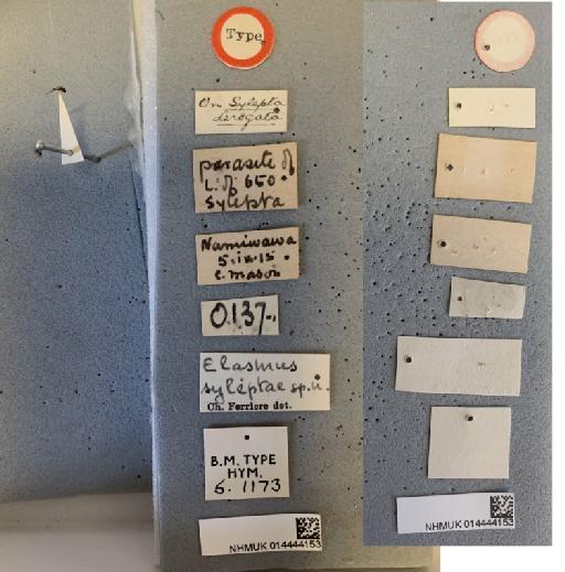 Elasmus syleptae Ferrière, 1929 - 014444153_Elasmus_syleptae_HT-F-5.1173_labels