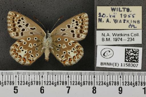 Lysandra coridon ab. antico-juncta Tutt, 1910 - BMNHE_1158307_113894